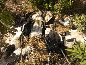 У Параћину и Нишу струја поново убила преко 40 белих рода