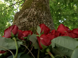 Книнско село Стрмица, руже у знак сећања на убијене Србе