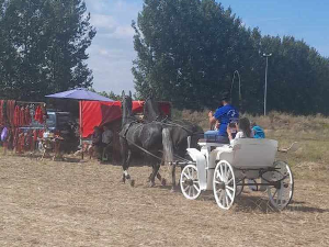 Летња башта: О коњима и људима