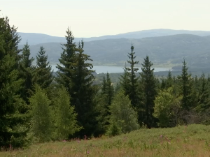 Чувари природе у акцији контроле бербе боровнице