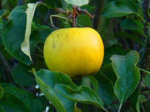 Од злата јабука - Стари Београд