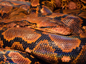 У стиску питона два сата – Тајланђанка преживела