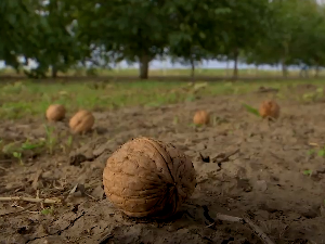 Како су мраз, а затим и суша, утицали на производњу ораха? 