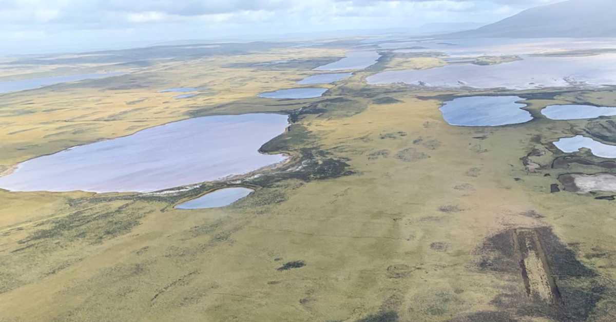 Фокландска острва скривају богату прашуму, иако на њима дрвеће не расте