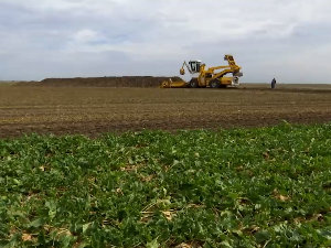 У Средњем Банату због дуготрајне суше и труљења - мањи род шећерне репе од очекиваног