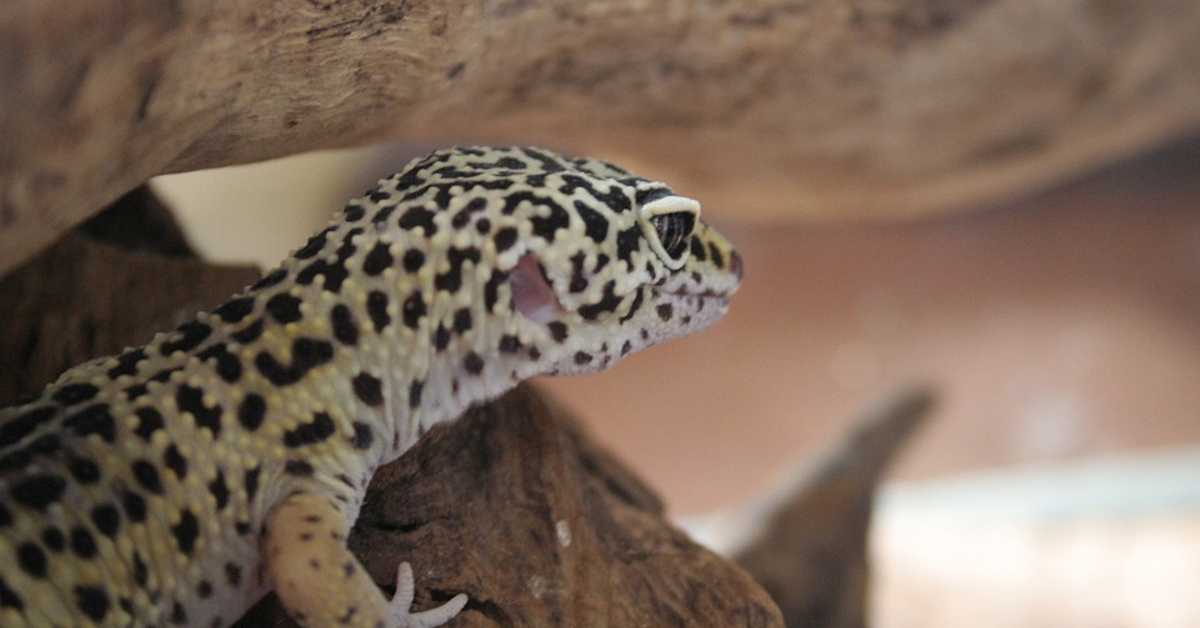 Шта све гуштери могу да чују – научници открили мистериозно „шесто чуло“ код гекона