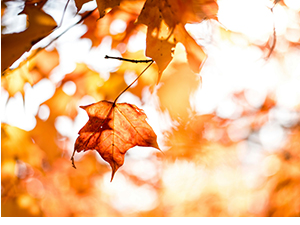 Јесењи музички маратон 202: Песме о бојама, звуцима, мирисима и укусима - јесен против лета