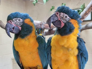 Цео Лондон тражи Марго и Лили  – пар угрожених ара побегао из зоо врта