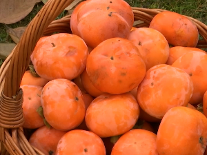 Почела берба тропског воћа у једном краљевачком домаћинству