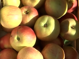 Бела Црква: Берба јабука при крају, приноси мањи, цене прошлогодишње