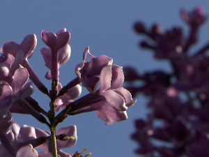 Јоргован је поново процветао – има ли неку поруку 