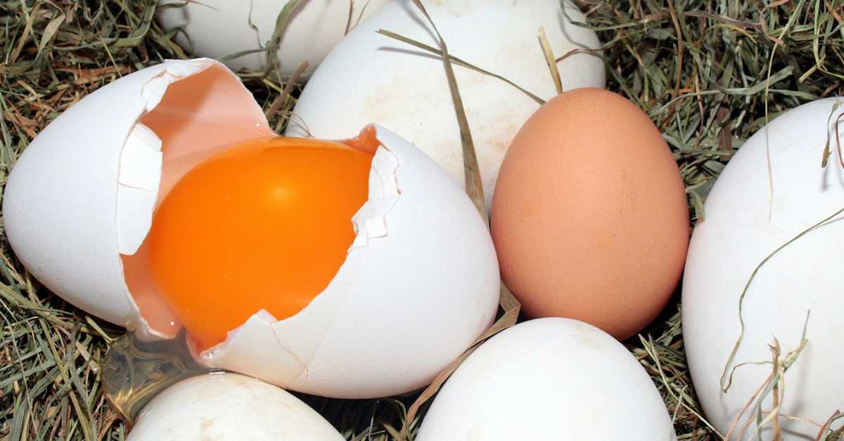 Што жуће то здравије, да ли је тако –  боја  жуманаца открива јеловник кокошке