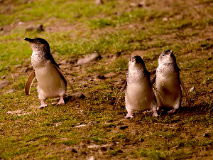 Шокантно откриће – пингвини нису баш примери вечне љубави, „разводе“ се чешће него људи