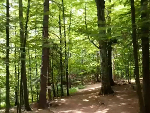 Споразум са УН за јачање српских шума