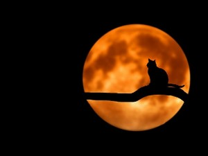 Ноћ у народним песмама