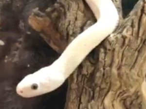 Еко минијатуре: Зоофобија