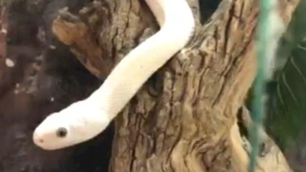 Еко минијатуре: Зоофобија