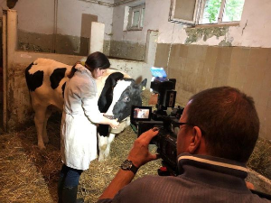 Чудновата судбина кравице Славице