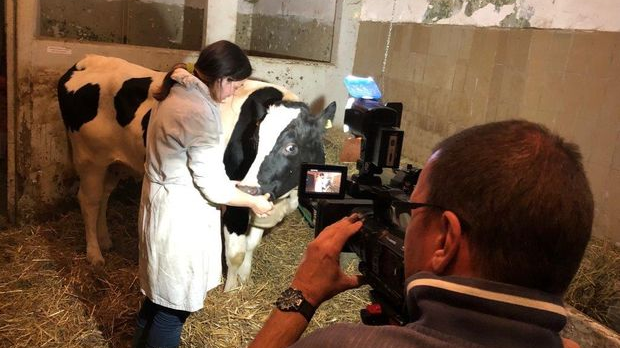 Чудновата судбина кравице Славице