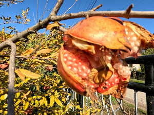 Четири хектара чуда природе – оаза егзотичног биља у Селишту код Велике Дренове