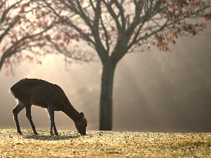 И животиње имају хроничне болести као људи