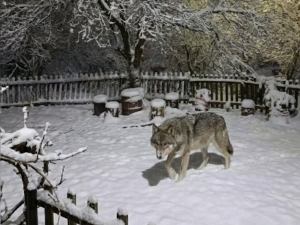 Када вам у двориште ушета вук - село Планина код Крупња,  звери свраћају чешће од комшија 