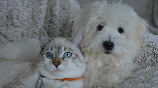 Фамилиологија: Поштована децо