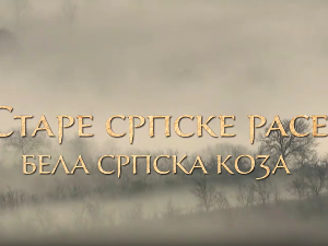 Еко минијатуре/ старе српске расе-Српска бела коза