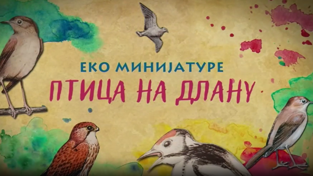 Птица на длану:	Еја мочварица