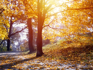 Претежно сунчано, киша у деловима Србије 