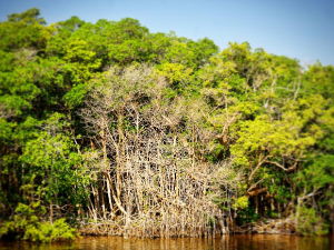 Најотровније дрво на свету ипак заштићена врста