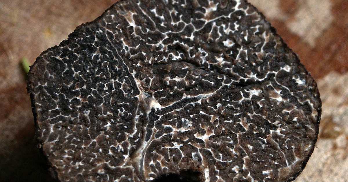  Тартуфи – црни дијаманти, између луксуза и свакодневице  