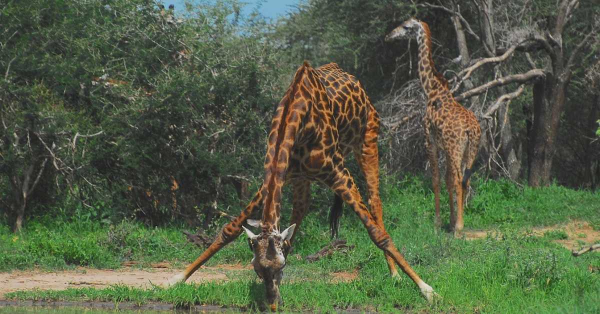 Познате су по дугом врату, али зашто жирафе имају тако дуге ноге