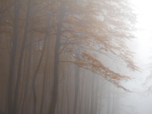 Магловито и тмурно са локалном појавом слабе кише, температура до 11 степени