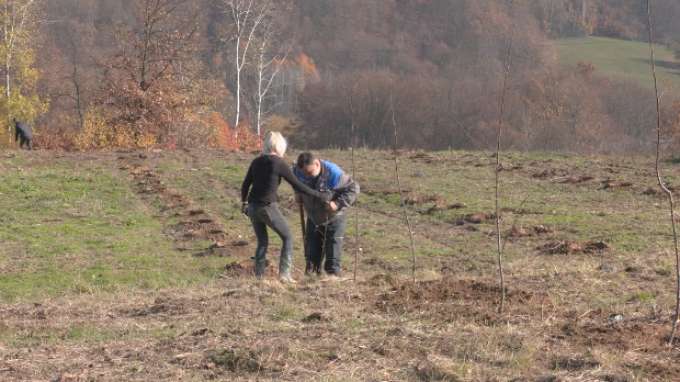 Нови засади шљива