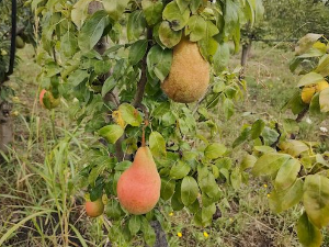 Паноникум: Војвођанско воћарство