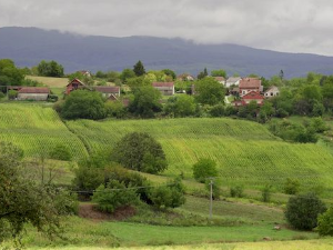 Култура Срба у Хрватској: Славонски Срби, 2. део