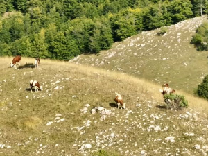  Судбина Ливањског поља у време НДХ