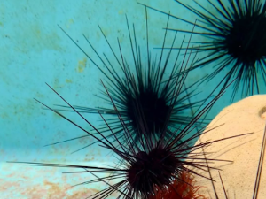 Јежеви мистериозно нестају „испод површине океана“ широм света