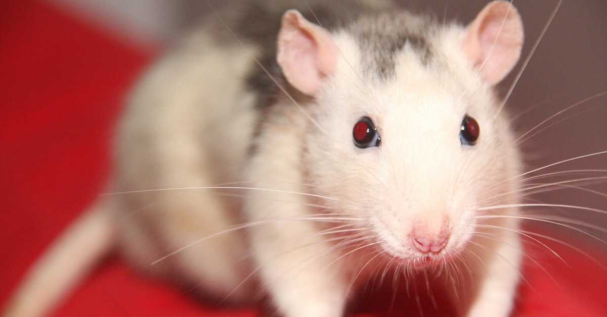 Ако им се понуди, пацови ће користити канабис за релаксацију 