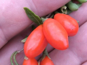  Душко и гоџи 