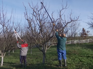 Орезивање воћа