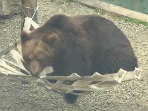Три сестре мрке медведице стигле у Бео зоо-врт: траже се кумови да им дају имена