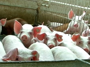 Академик Мекић за РТС: Није логично да кланичари и трговци добијају дозволе за увоз меса