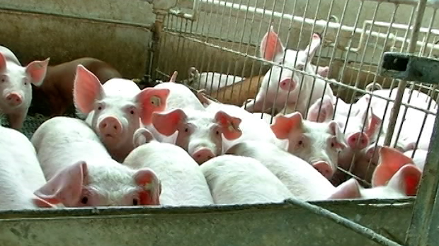 Академик Мекић за РТС: Није логично да кланичари и трговци добијају дозволе за увоз меса