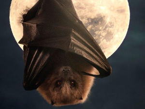 Еко минијатуре: Зоофобија