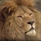 Животиње у царству метафора: Лав