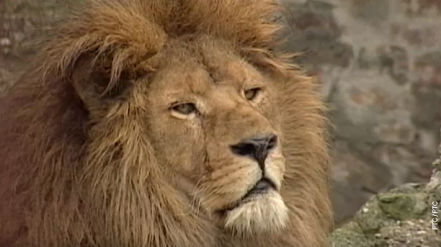 Животиње у царству метафора: Лав