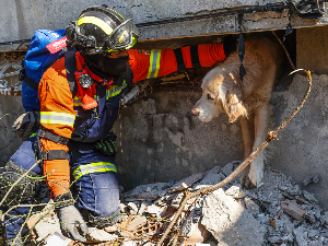 Да ли пси имају „шесто чуло“ за земљотресе и опасности