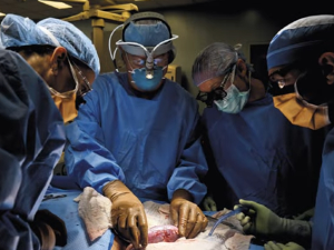 Органи генетски модификованих свиња као нова нада – може ли ксенотрансплантација надмашити људске органе